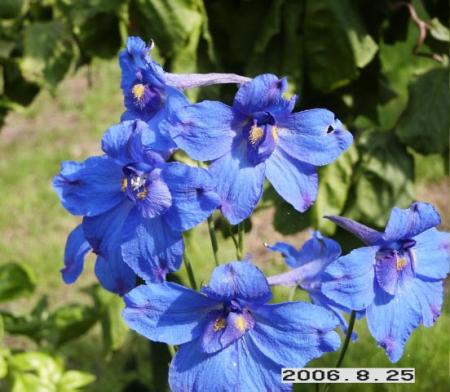 gallery_5956_1861_41524.jpg