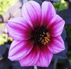 gallery_5956_1861_18550.jpg