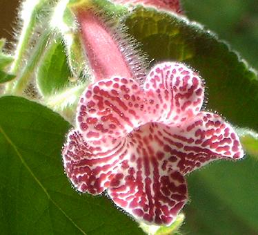 gallery_7433_1585_10030.jpg