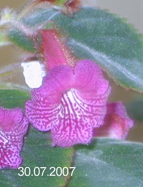 gallery_7433_1585_23714.jpg