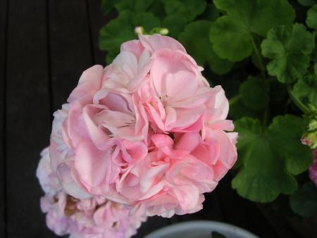 gallery_3210_1864_148010.jpg