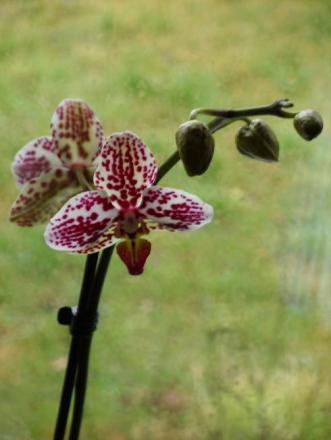 gallery_5307_545_56023.jpg