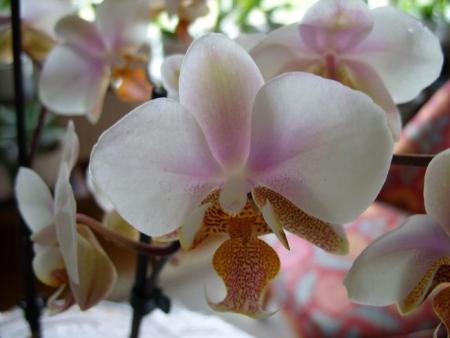 gallery_5307_545_57330.jpg