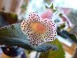 tn_gallery_7433_1585_21641.jpg
