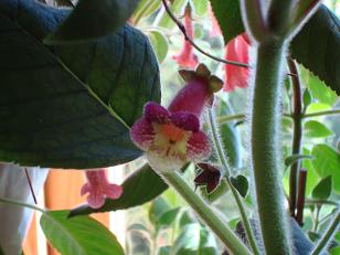 gallery_7433_1585_1014.jpg