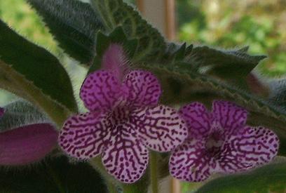 gallery_7433_1585_18929.jpg