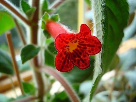 gallery_7433_1585_33957.jpg