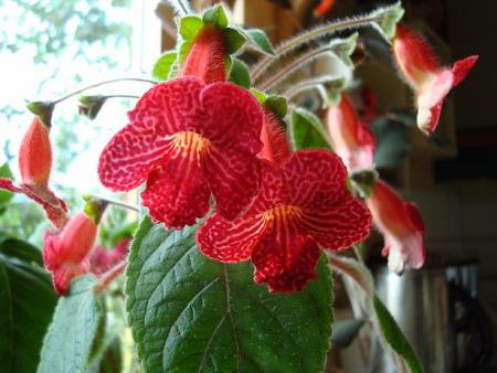 gallery_7433_1585_50417.jpg