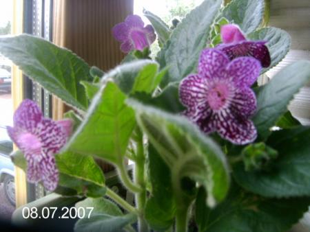 gallery_7433_1585_97196.jpg