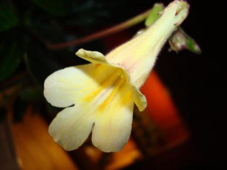 gallery_7433_1868_23384.jpg