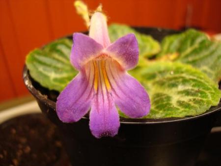 gallery_7433_1868_3214.jpg