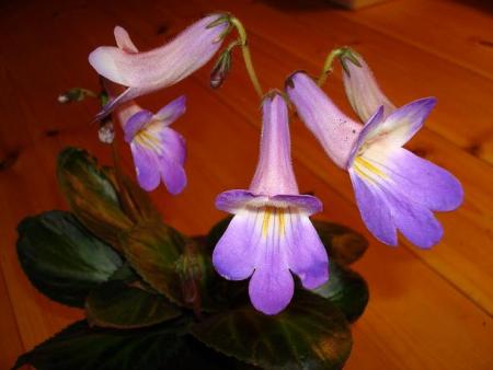 gallery_7433_1868_45504.jpg