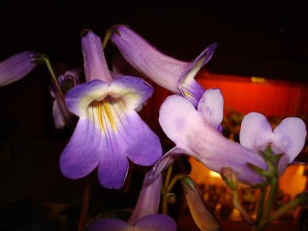 gallery_7433_1868_8382.jpg