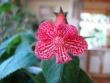 tn_gallery_7433_1585_1973.jpg