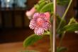 tn_gallery_7433_1585_37767.jpg