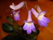 tn_gallery_7433_1868_45504.jpg