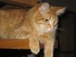 tn_gallery_4113_1871_29584.jpg