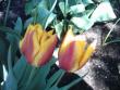 tn_gallery_4113_1872_1682.jpg