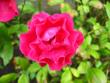 tn_gallery_4113_1872_17011.jpg