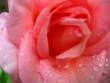 tn_gallery_4113_1872_22341.jpg