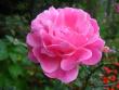 tn_gallery_4113_1872_40657.jpg