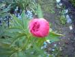 tn_gallery_4113_1872_56437.jpg