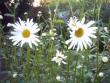 tn_gallery_4113_1872_64251.jpg