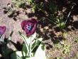 tn_gallery_4113_1872_6637.jpg