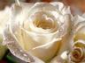 gallery_13960_1883_2063.jpg