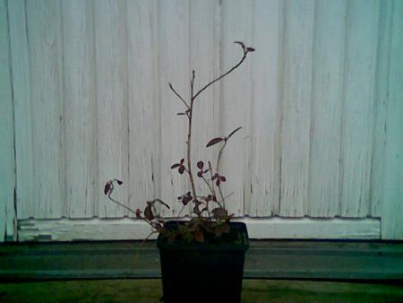 gallery_2460_1862_17640.jpg