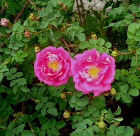 gallery_2985_1706_16739.jpg