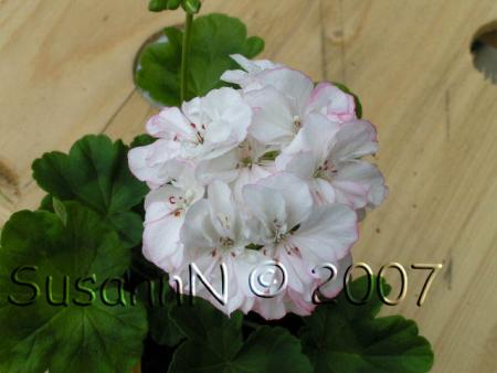 gallery_7264_1885_10485.jpg