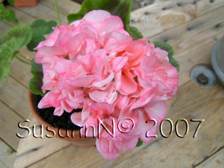 gallery_7264_1885_11095.jpg