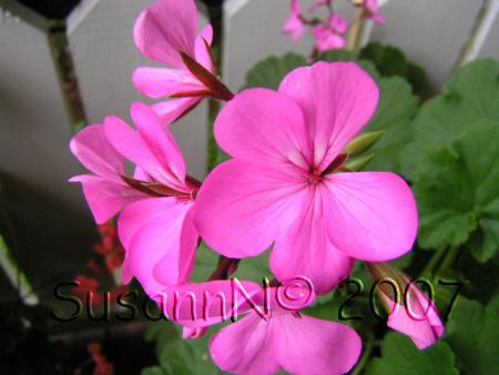 gallery_7264_1885_2475.jpg