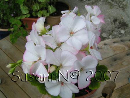 gallery_7264_1885_25932.jpg