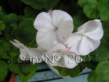 gallery_7264_1885_33099.jpg