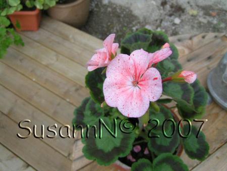 gallery_7264_1885_43320.jpg
