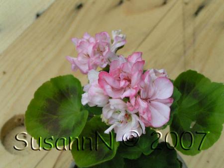 gallery_7264_1885_56060.jpg