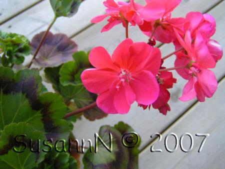 gallery_7264_1885_67366.jpg