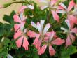 tn_gallery_7264_1885_16234.jpg