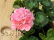 tn_gallery_7264_1885_62684.jpg