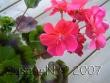 tn_gallery_7264_1885_67366.jpg