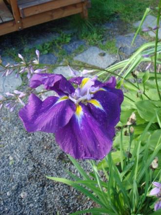 gallery_2985_1331_29173.jpg
