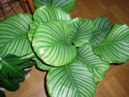 gallery_14020_1895_10867.jpg