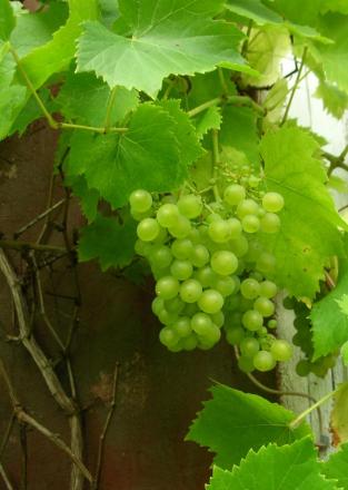 gallery_13945_1865_105825.jpg