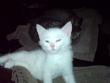 tn_gallery_11241_1666_20011.jpg