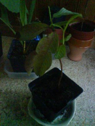 gallery_3388_372_21170.jpg