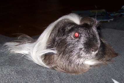 gallery_14044_1909_4063.jpg