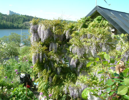 gallery_7440_1904_85208.jpg