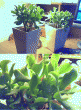 tn_gallery_14039_1906_333489.gif